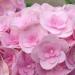 Sadnice - žbunaste vrste: Hydrangea macrophylla Love - hortenzija duplog roze cveta , slika1